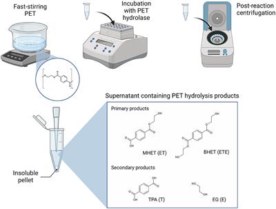 Purification and biochemical characterization of SM14est, a PET-hydrolyzing enzyme from the marine sponge-derived Streptomyces sp. SM14